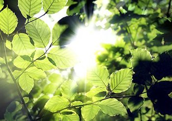 Zonneschijn door bladeren