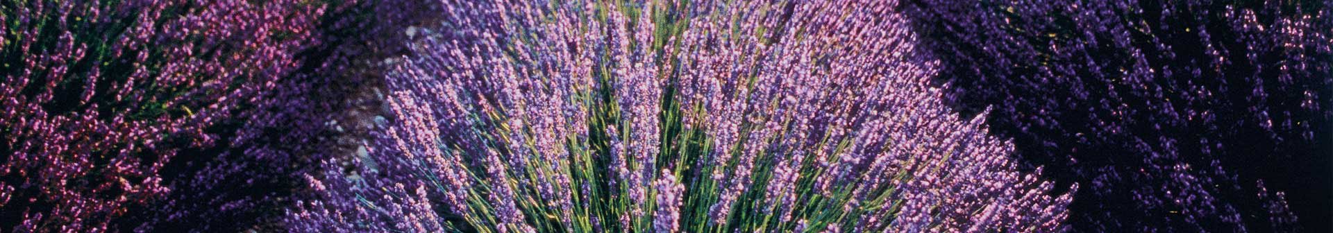 Lavendel - Garnier natural oils