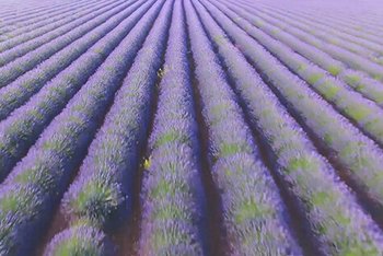 2647 017 PSD LorBe Garnier Bio New images 475x318 02